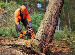 How Our Tree Care Process Works  in  Meridian, ID