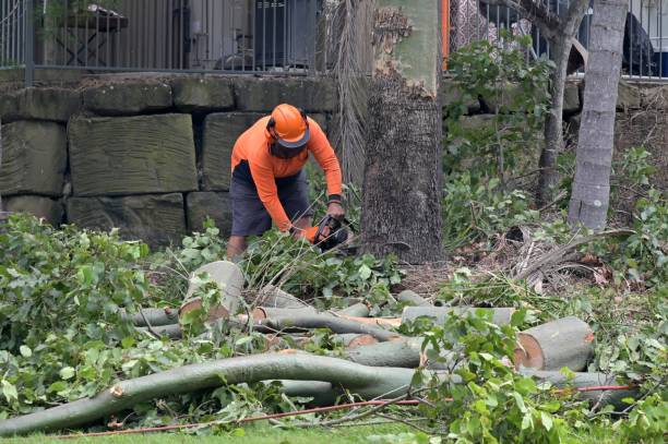 Meridian, ID Tree Removal Company